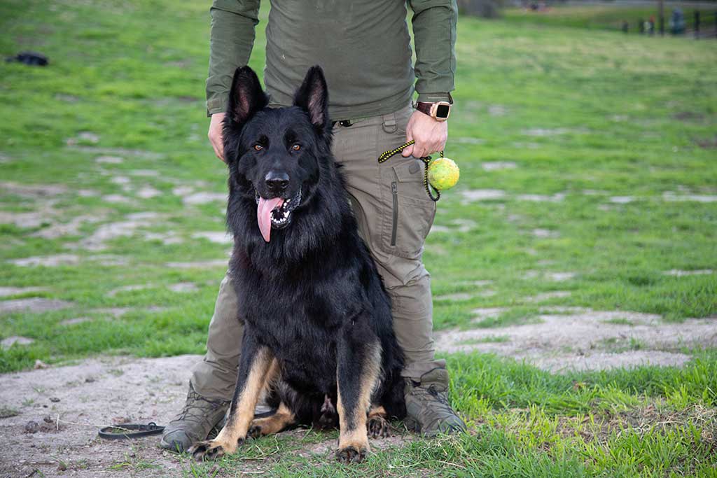 Police German Shepherd Dog