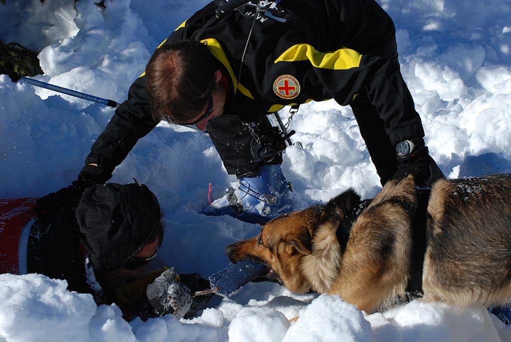 Rescue Avalanche German Shepherd