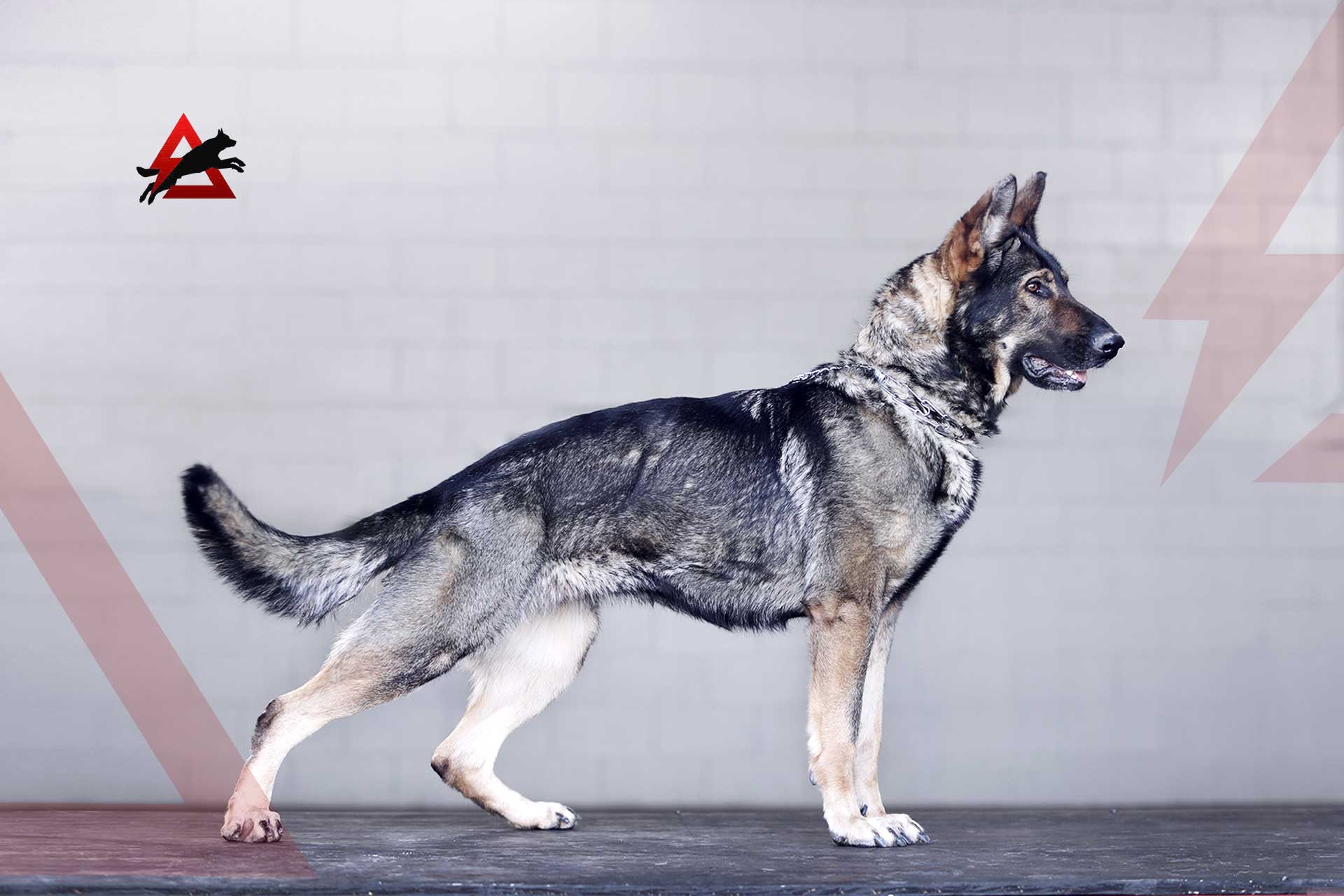 guard-dog-trainer