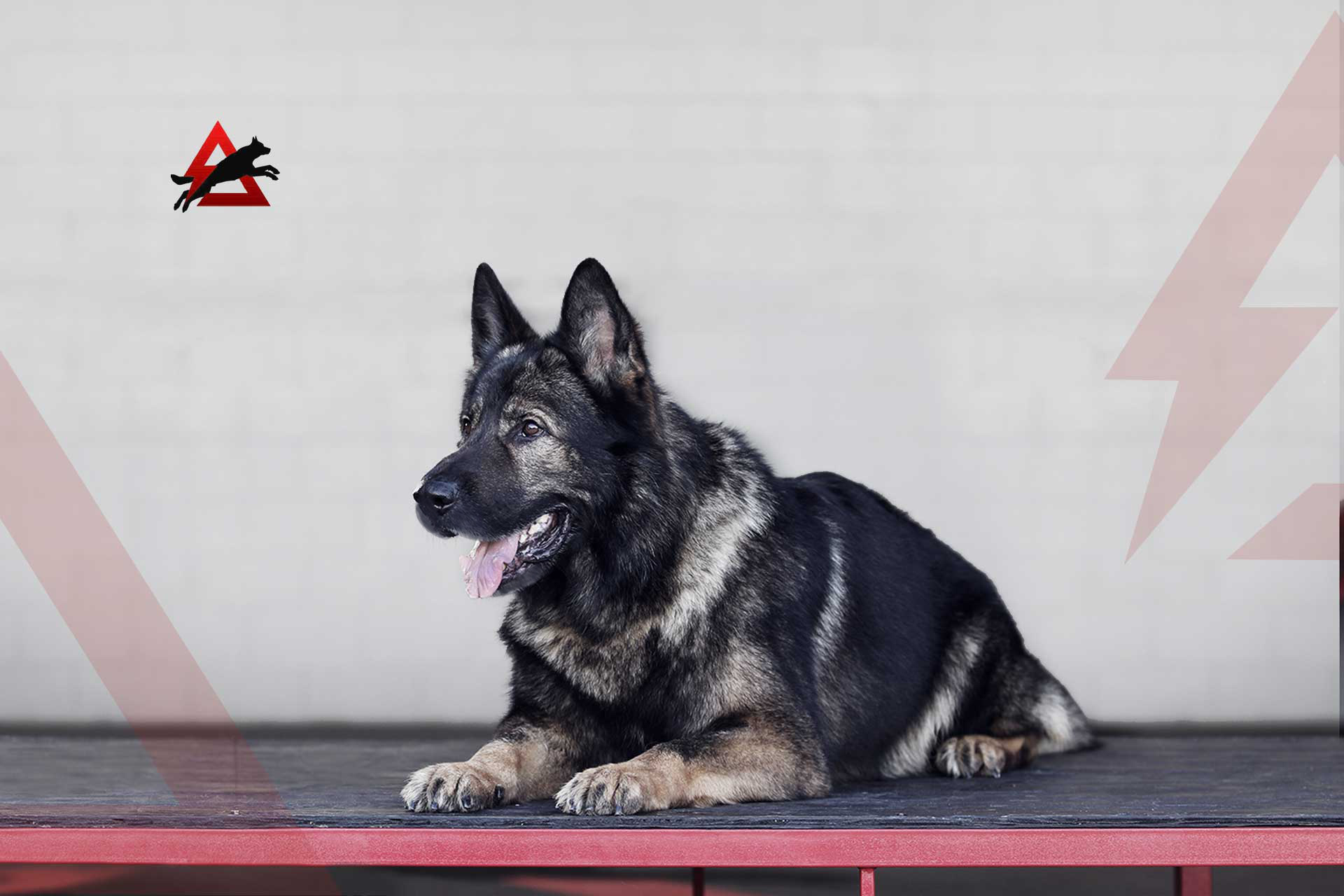 protection-dog-trainer-los-angeles
