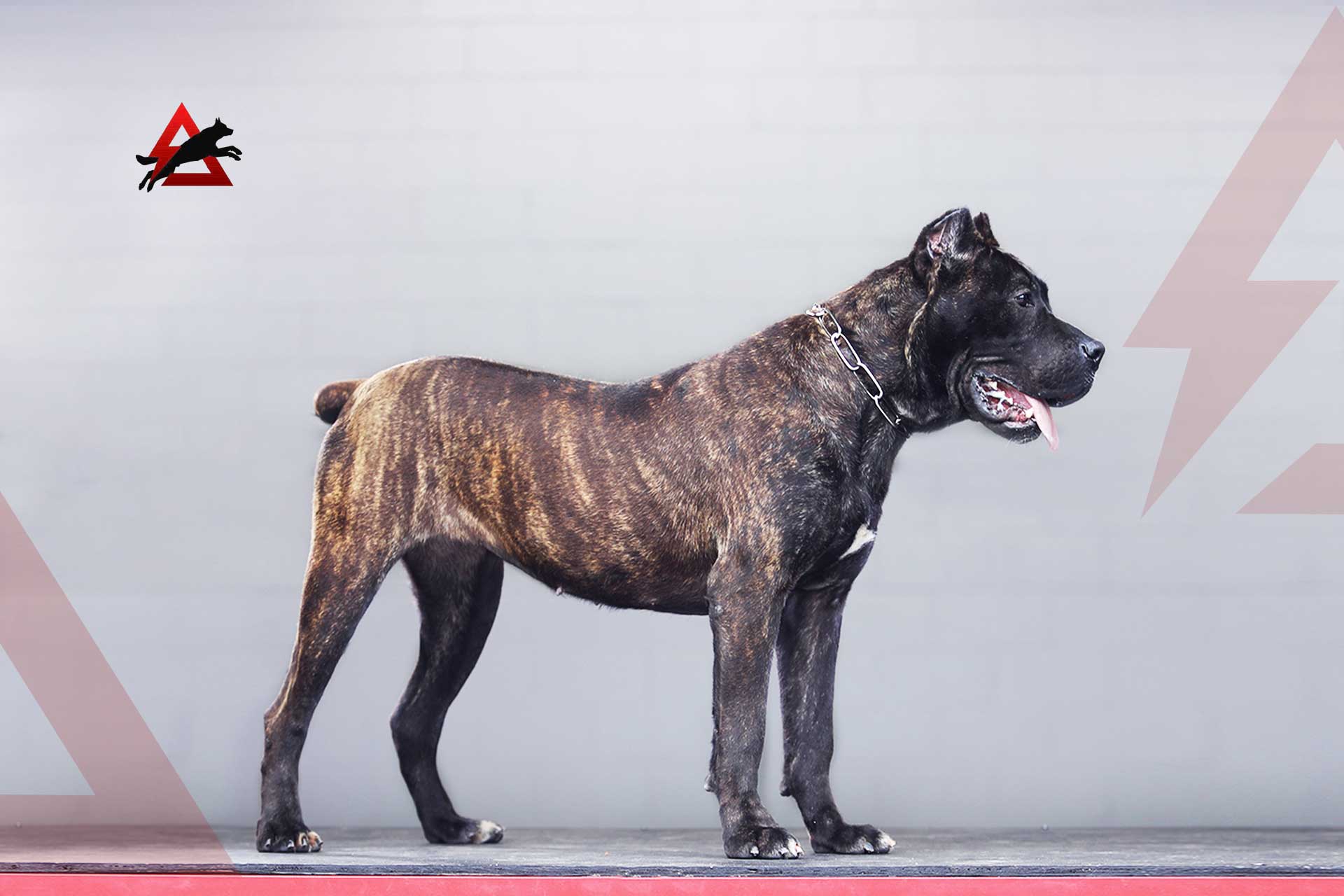 cane corso puppies for sale los angeles