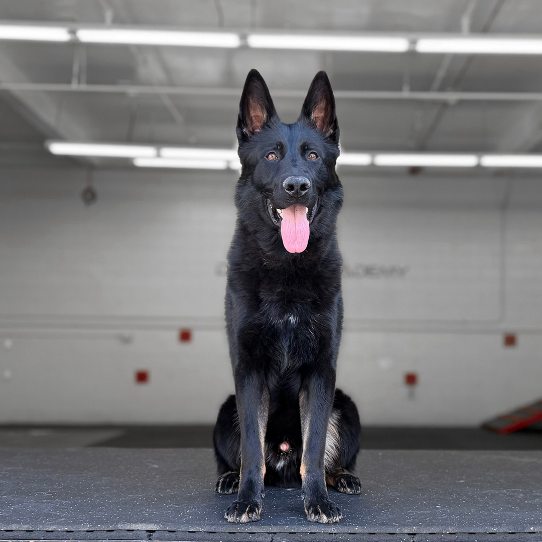 Ghost Delta K9, German Shepherd