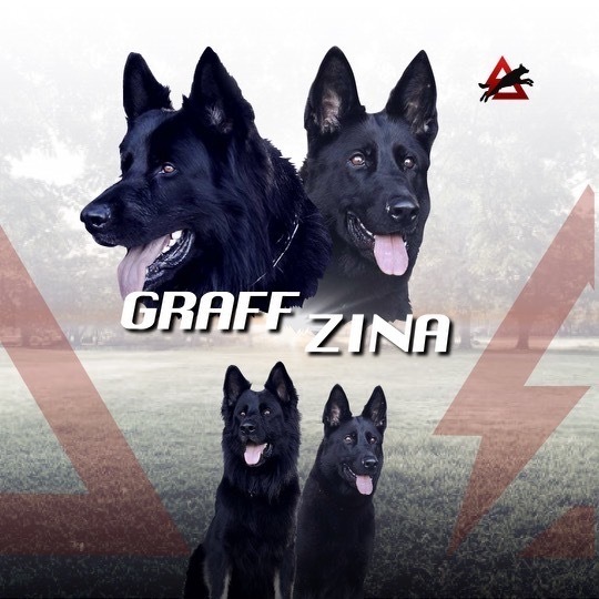 Graff x Zina Pregnancy Announcement Delta k9 Academy