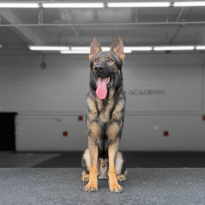 Kobe Delta K9