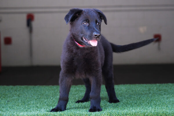 PUP1