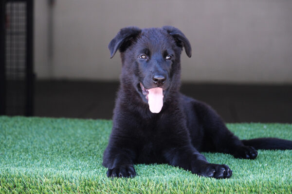 PUP2