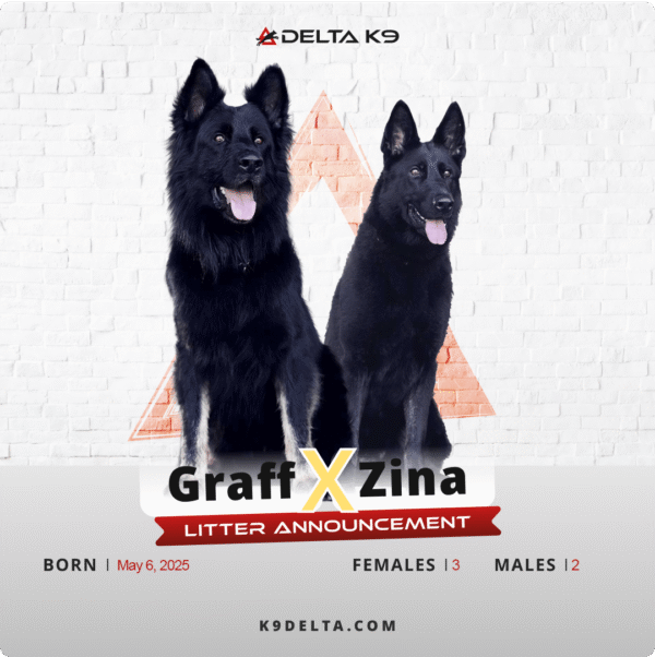 graffxzina-